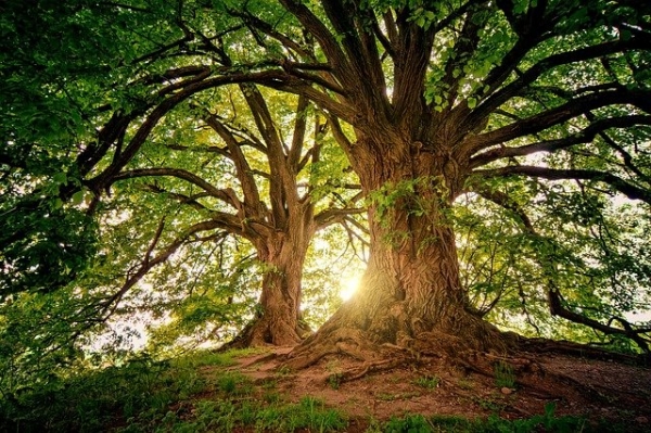 EXPERTS IMMOBILIERS DE FRANCE FNAIM : L’ARBRE QUI CACHE LA FORET PAR LE PRESIDENT DE LA CHAMBRE